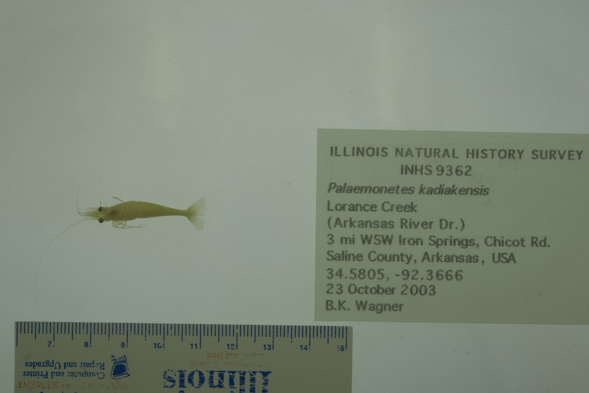 Palaemonetes kadiakensis image